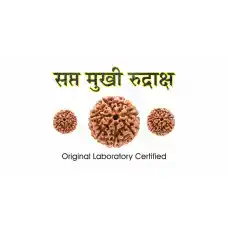 7 Mukhi Rudraksh (1.0)